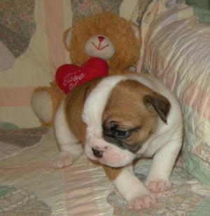 BeautifulBullyOldeEnglishBulldoggePuppies